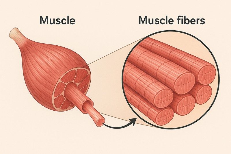 fibres musculaires schéma