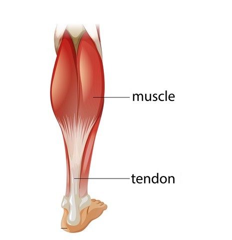 medical infographic of achilles tendon