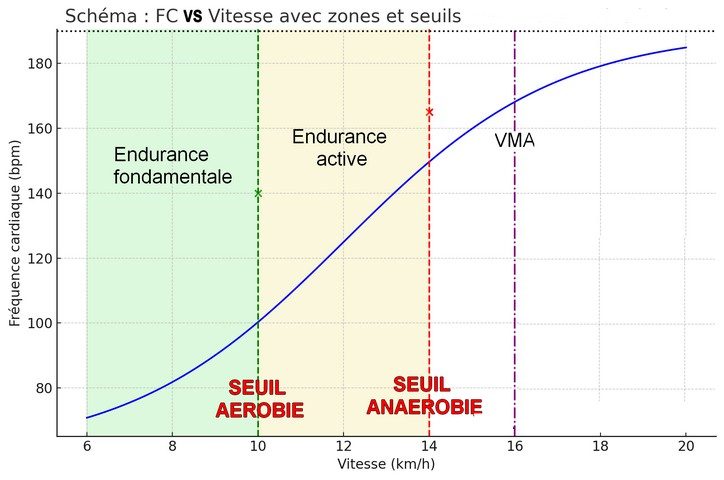 seuil aérobie : courbe pour le situer