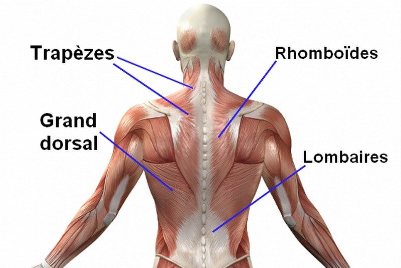 muscler le dos 009