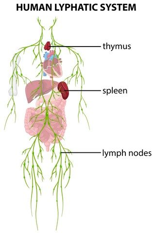 diagram showing human lyphatic system